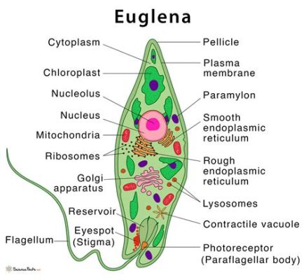  Euglena: Bir Tek Hücreli Canlı Olarak Fotosentez Yapan ve Hareket Eden Minik Bir Şampiyon!