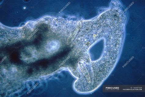  Testamoeba - Can This Single-Celled Amoeba Dance the Waltz of Survival?