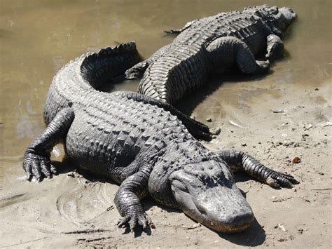  Alligator: Can This Ancient Armored Predator Survive in Our Modern World?