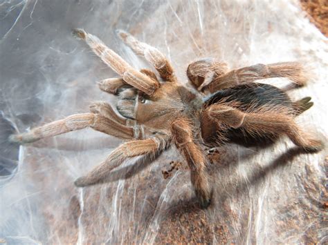  Avustralya Tarantulası: Kendi İpli Kasasının Mimarisiyle Hayranlık Uyandıran Bir Avcı!