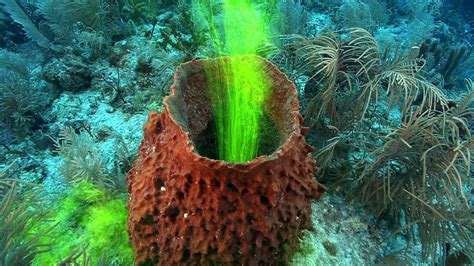  Barrel Sponge, Can This Ancient Filter Feeder Survive Our Polluted Oceans?