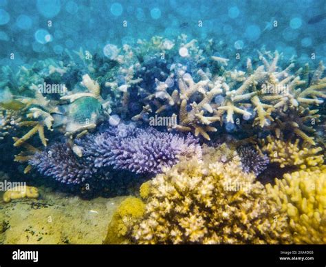  Black Coral:  A Striking Underwater Jewel Exhibiting Elegance Through Its Stationary Lifestyle!