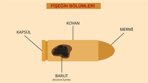  Caiman! Bu Gizemli Sürüngen Suda Hızlı Bir Mermi Gibi Hareket Ediyor mu?