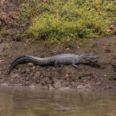  Caiman!  The Fearsome Predator Lurking in Freshwater Ecosystems