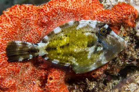  Filefish Hakkında Bilmeniz Gereken Her Şey: Deniz Yatağının Gizli Mücevheri ve Lezzetli Bir Delik!