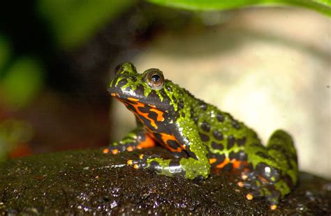  Fire-Bellied Toad:  A Tiny Jewel That Glows With Danger From Its Vibrant Underbelly!