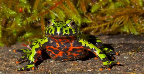  Fire-Bellied Toad: A Tiny Jewel With a Fiery Personality That Will Leap Into Your Heart!