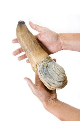 Geoduck: İki Kabuklu Gizemiyle Denizlerin Derinliklerinde Bir Macera!