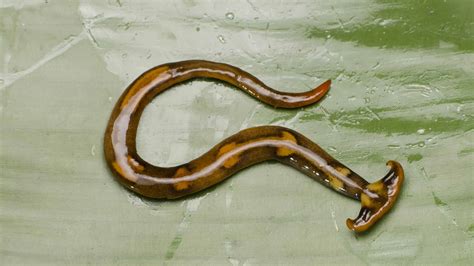  Hammerhead Worm: Can This Tiny Creature With Two Heads Really Regenerate Its Entire Body?