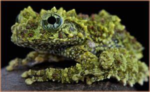  Horned Frog: An Amphibian That Masters Disguise While Looking Like It Just Walked Out of Jurassic Park!