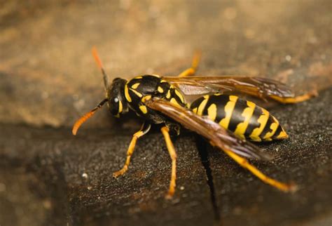  Hornet!  Discover the Buzzing Fury of These Socially-Complex Stinging Insects