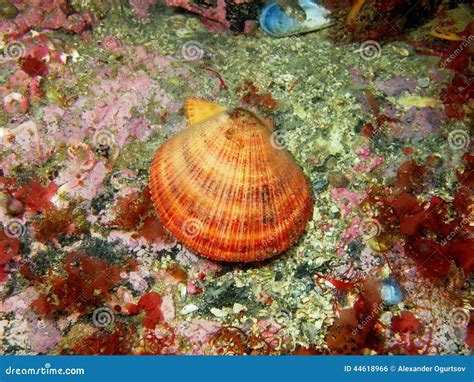  İridescence: An Introduction to the Islandic Scallop's Dazzling Display