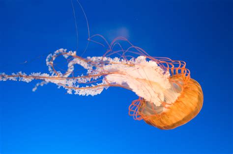  Jellyfish: Jingle Bells, Jellyfish Smells!