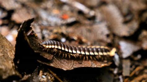  Julianworm: A Millipede Marvel That Thrives in Hidden Ecosystems!