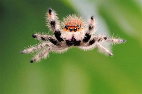  Jumping Spider: A Tiny Hunter With Exceptional Vision and Agile Acrobatics!