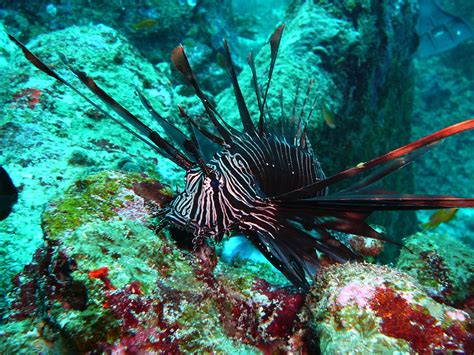  Millepora! Güzel Renkli Koloniler Oluşturan ve Tehlikeli Bir İğneleyici Olmasıyla Bilinen Toksik mercan