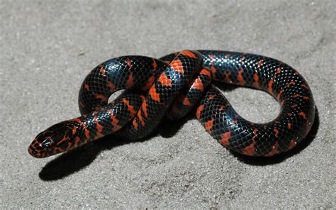  Mud Snake! A Cold-Blooded Conqueror Who Loves To Burrow