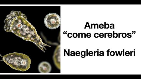  Naegleria Fowleri: Sürünen Bir Hücre mi Yoksa Canlı bir Tekerlek mi?