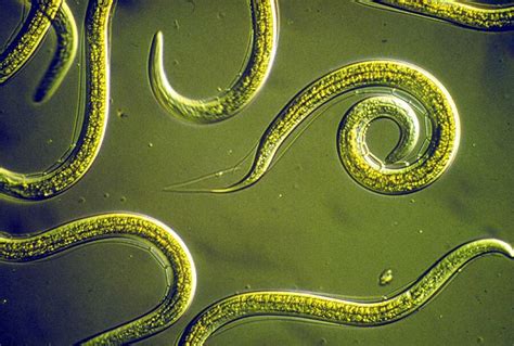  Nemertes Nematodes! A Tiny Treasure Trove of Ecological Wonders Hiding Underfoot