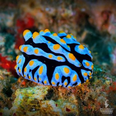  Nudibranch! The Master of Disguise With Stunning Colors