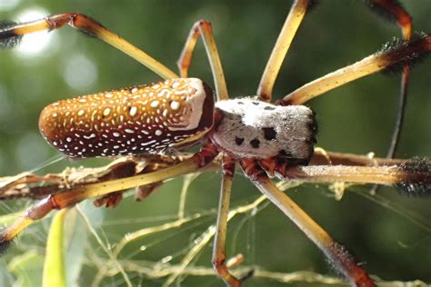  Nursery Web Spider: A Masterful Weaver of Silky Sanctuaries!