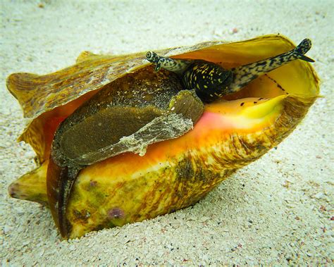  Queen Conch! Slippery Shelled Gastropods Are Masters Of Camouflage