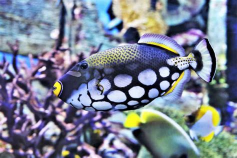  Queen Triggerfish: Discover This Master of Camouflage Hiding Amongst Vibrant Reefs!