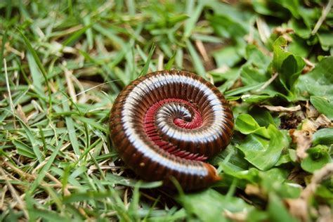 Quitographa: Can A Millipede With An Unpronounceable Name Teach Us About Earth's Resilience?