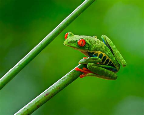 Red-Eyed Tree Frog: A Tropical Jewel that Leaps Through the Canopy!