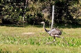  Rheas: Can You Believe These Flightless Birds Are Actually Fast Runners?