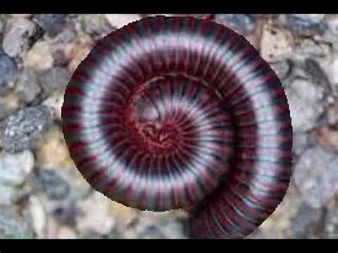  Rhinophores: Exploring the Ancient World of Millipedes with Forked Legs!