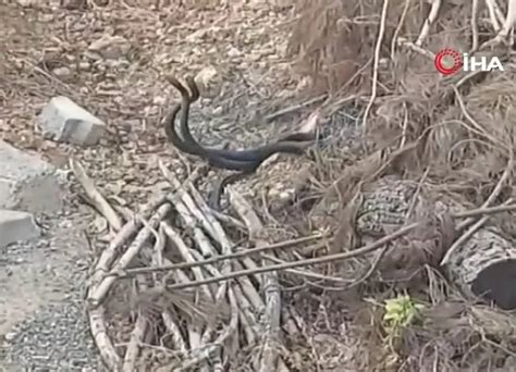  Skink, Sürüngen Dünyasının Gizli Yıldızları: Kuyruğunu Yakalamayı Başarabilir misin?