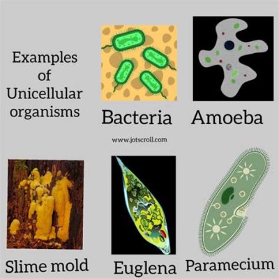  Strombidium: Bu Gizemli Tek Hücreli Bir Canlı Nasıl Hareket Ediyor ve Besleniyor?