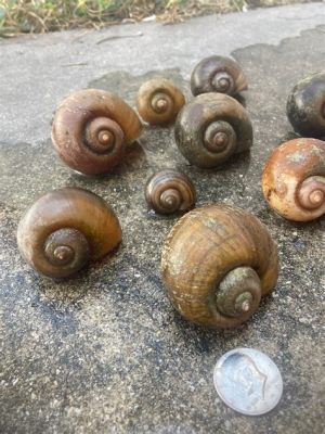  Top Snail: Discover This Intriguing Shell-Dwelling Mollusc Known for Its Remarkable Adaptability!