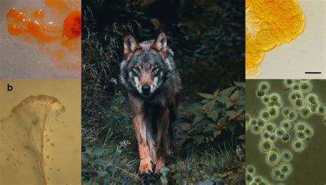  Vampyrellid! Bir Yalnız Kurt Gibi Canlanan, Bakterileri Avlayan Gizemli Protozoa