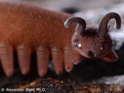  Vibrant Velvet Worm: A Deep Dive into this Tiny Terrestrial Predator!