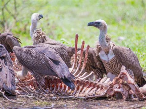  Vulture: Bir Cennetten Düşmüş Çürük Et Parçası mı, Yoksa Gökyüzünün Temizlikçi Tanrısı mı?