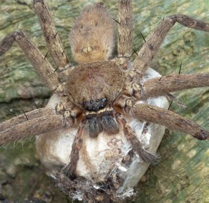  Winslow Wolf Spider: A Master of Camouflage, Lurking in Your Garden!