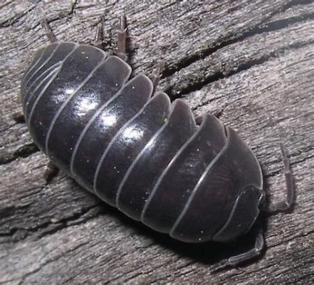  Woodlouse! Explore the World Through These Tiny, Armored Crustaceans