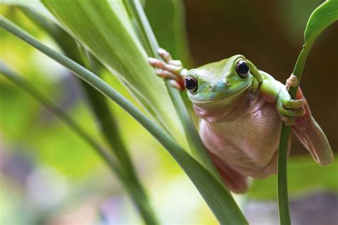  Wright Treefrog:  Can This Tiny, Colorful Amphibian Really Leap Across Two Entire Trees?