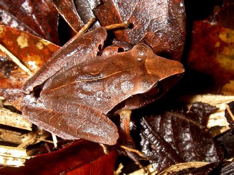  Wright's Rainfrog:  This Tiny Amphibian Masters Camouflage While Calling Out With a Whistle-Like Sound!