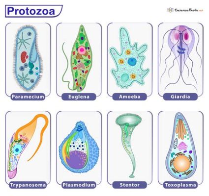  Xenophyophore Önemli Bir Protozoa Çeşidi Olan Tek Hücreli Bir Organizmadır! Xenophyophores, diğer protozoalardan farklı olarak inanılmaz bir büyüklüğe sahip olan tek hücreli canlılardır ve bu da onları deniz tabanındaki ekosistemlerde önemli bir rol oynamaya zorlar.