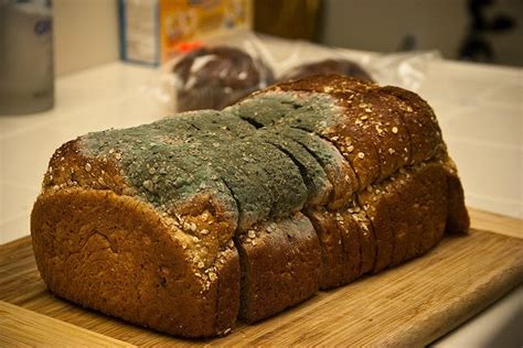  Xeromyces! The Curious Case of the Bread Mold That Thrives on Sugar