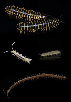  Xerxes's Many Feet: Discover This Strange Myriapod With Legs Like Spaghetti!