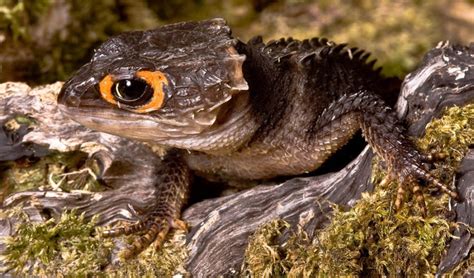  Yellow-Eyed Skink! Discover This Scaly Gem That Both Basking on Rocks and Burrowing Underground