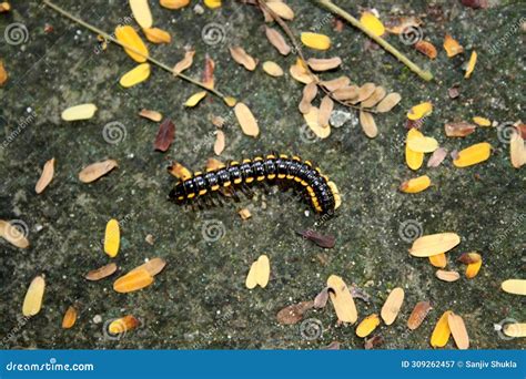  Yellow Millipede: What Lurks Beneath Fallen Leaves With Vibrant Golden Shells?