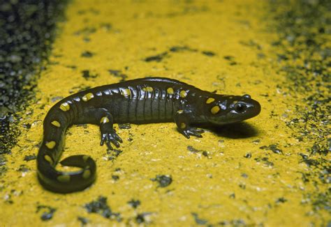 Yellow-Spotted Salamander:  This Amphibian Wonder Lives Both on Land and in Water, Sporting Vibrant Colors and Remarkable Adaptations!